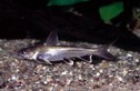 Colombian Shark catfish — 6